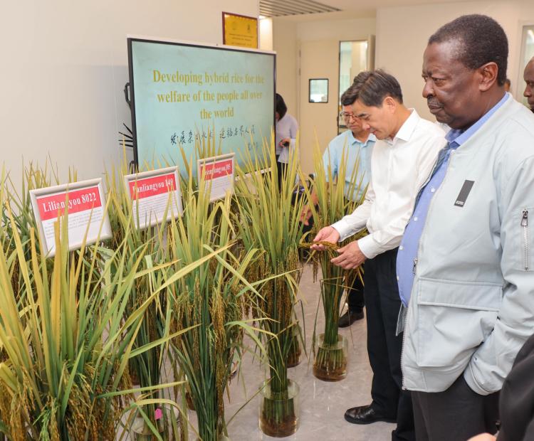 PCS Mudavadi at the Hunan Hybrid Rice Research Center at the Hunan Academy of Agricultural Sciences (HUNAAS) in Mapoling, Changsha. 